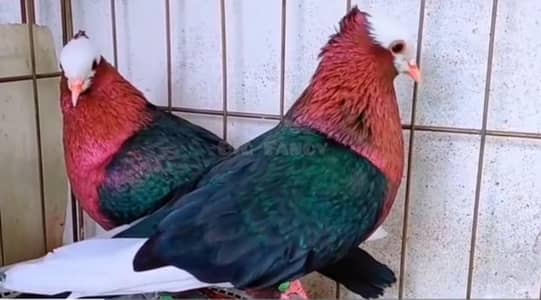 archangle chicks. white king. ground Roller . black danish. black Tail .