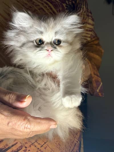 beautiful semi punched calico female kitten cat white fawn grey 58 day