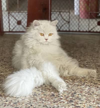 Persian Punch Face Triple Coated Female / Scottish Fold Male