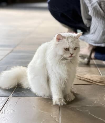 Persian Punch Face Triple Coated Female / Scottish Fold Male