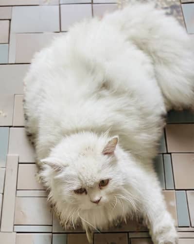 Persian Punch Face Triple Coated Female / Scottish Fold Male