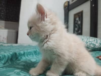 Persian Kittens (Cats)