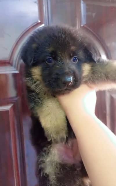 Black German and black and tan pups
