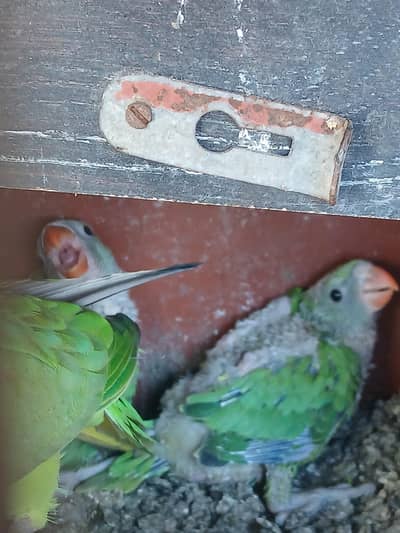 green parrot baby sale home breed Karachi num 03143304423