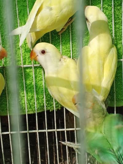 aqua. . albino opline. . fisher. . . rosicoli opline