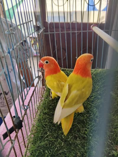 sale offer 300 to 1500