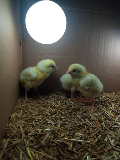 100% Pure paper white Aseel heera chicks for sale