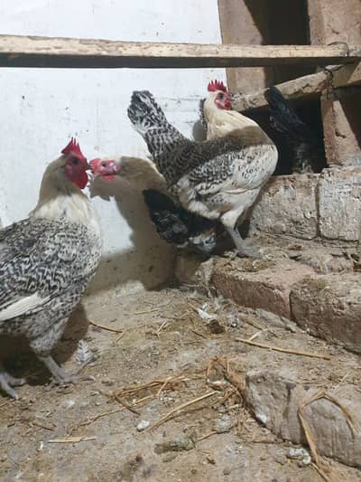 Misri Egg laying hens