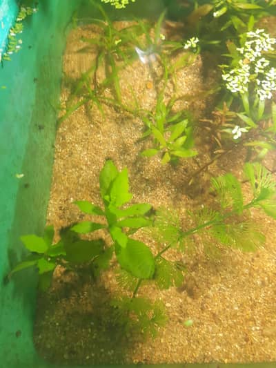 Aquarium filter and heater available on very low price