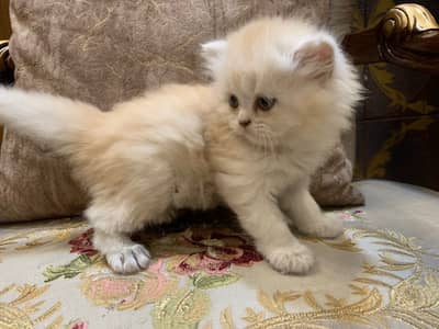 Persian Kittens