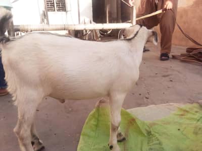 Two Male Goats Beautiful and Aseel Breed