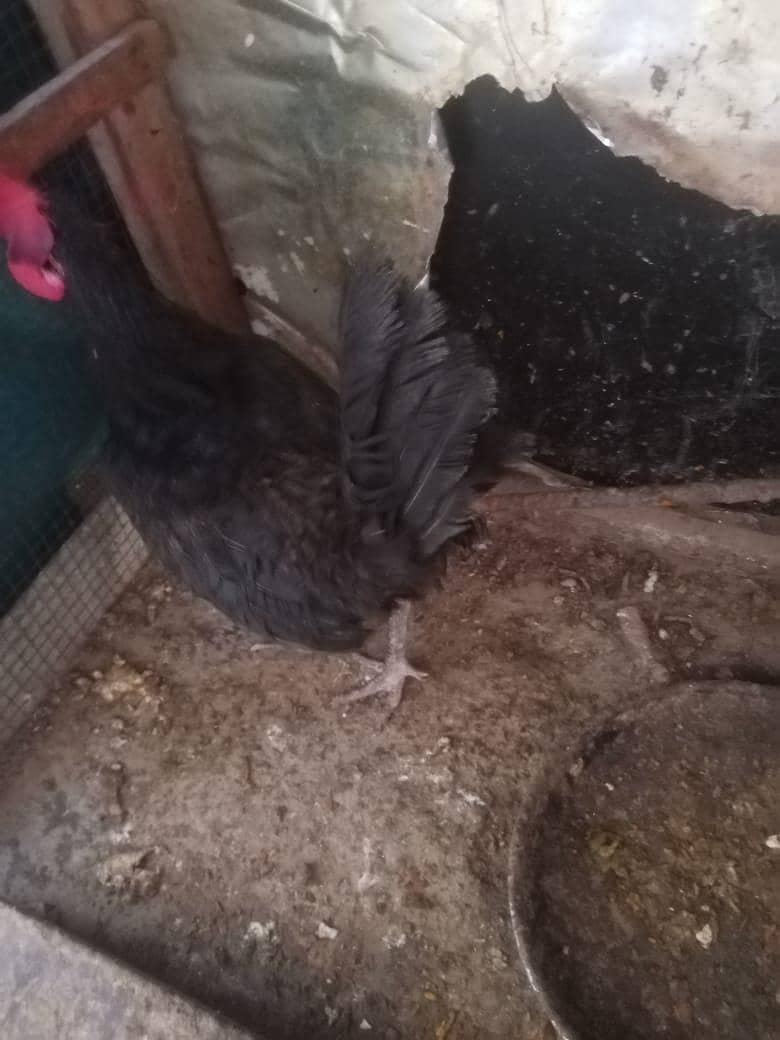 Aseel, astorloop, Dasi 3