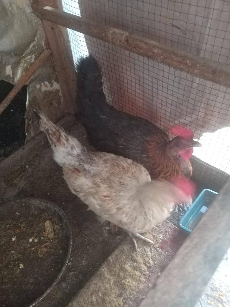 Aseel, astorloop, Dasi 4