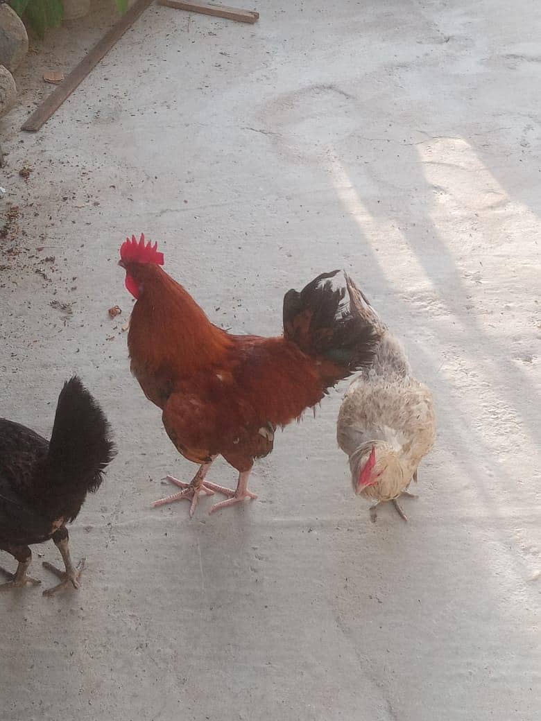 Aseel, astorloop, Dasi 5