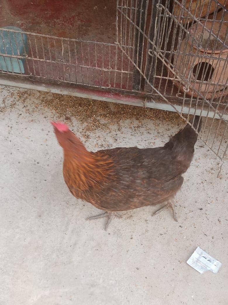 Aseel, astorloop, Dasi 6