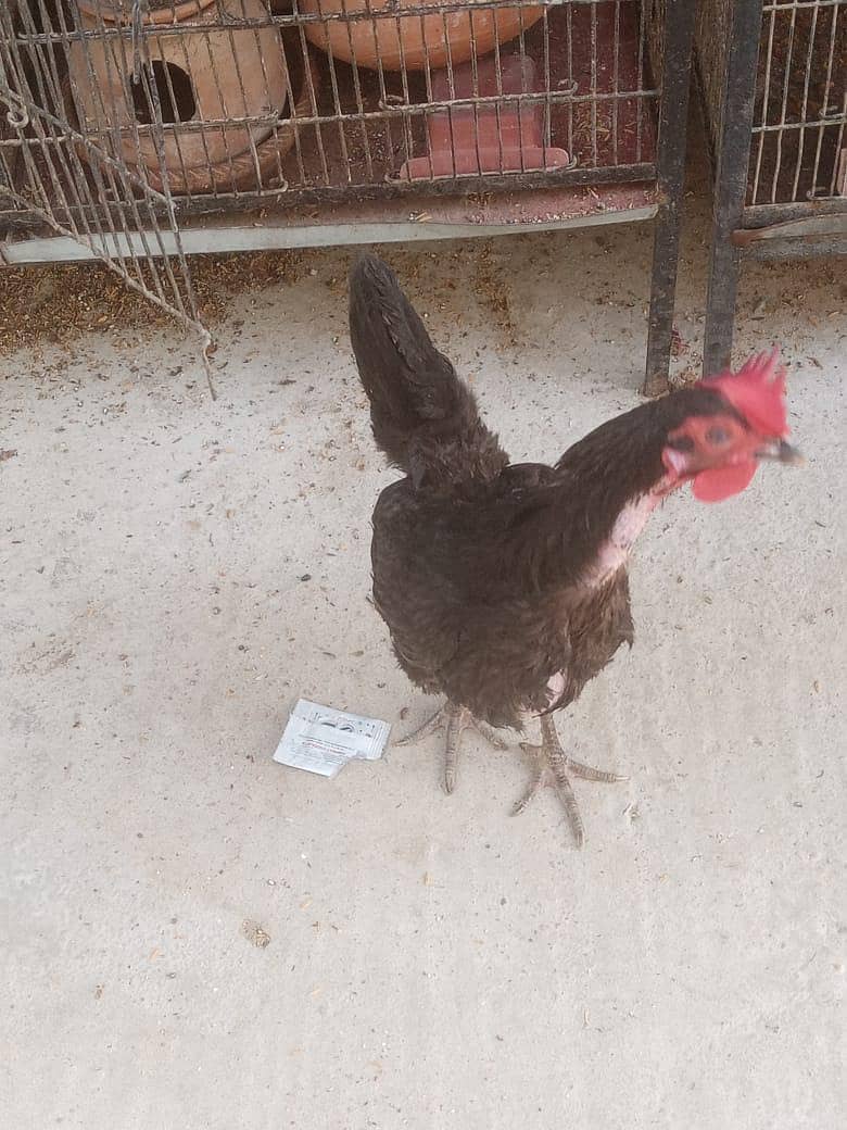 Aseel, astorloop, Dasi 7