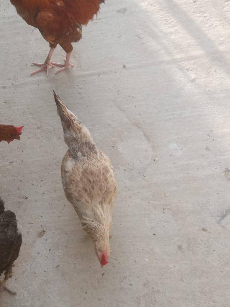 Aseel, astorloop, Dasi 8