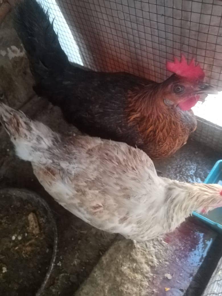 Aseel, astorloop, Dasi 9