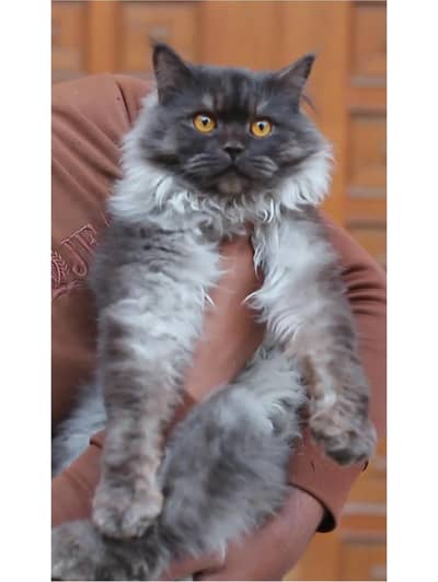 Persian cat | triple coat | Persian Male cat for sale