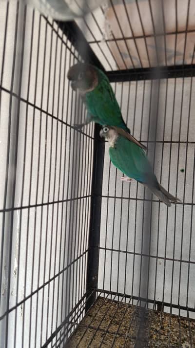 blue turquoise cnour