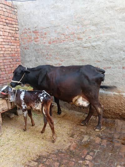 cholestani cross cow