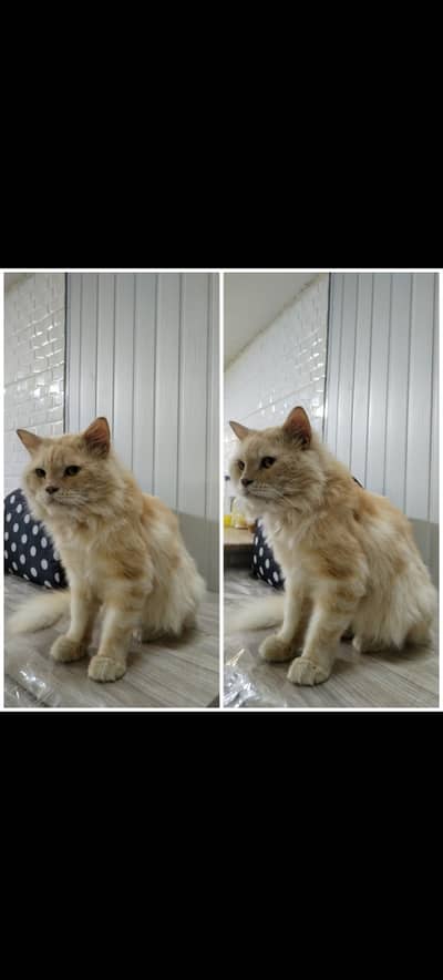 Persian Fawn Male cat