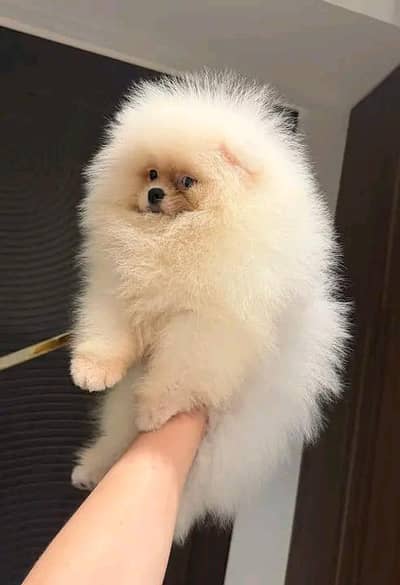 pure breed Pomeranian puppy dog Call My WhatsApp 0341/2721/593
