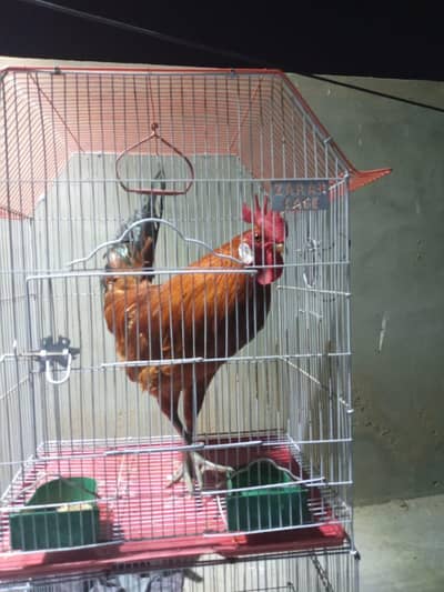 Desi murga health & active hai