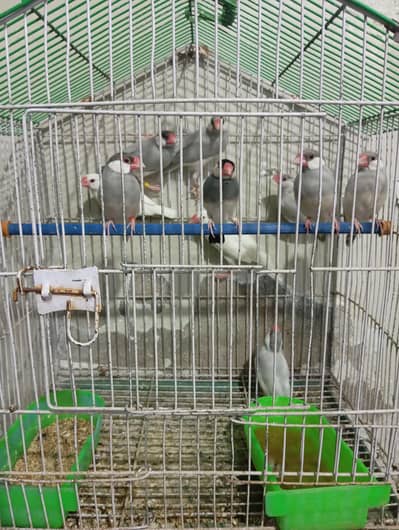 i m seilling my silver white java good size and healty