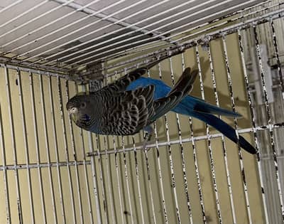 Blackface budgie bajri