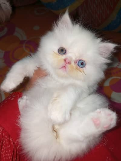 Persian kittens