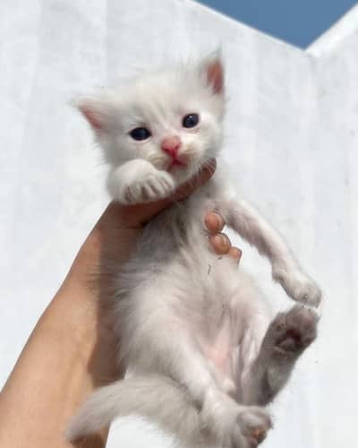 Regdoll female cats for contect WhatsApp number 03024856301