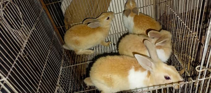 Rabbits bunnies for sale