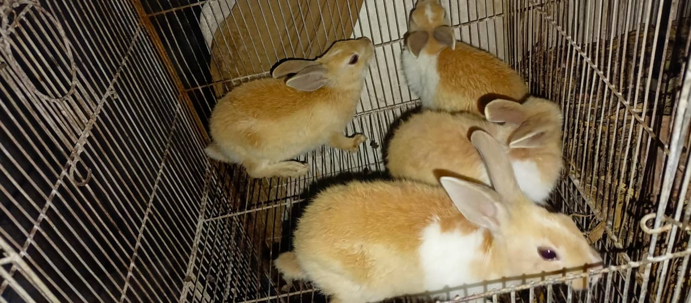 Rabbits bunnies for sale - Rabbits - 1112783999
