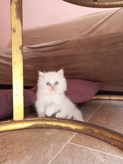 blue eyes kitten
