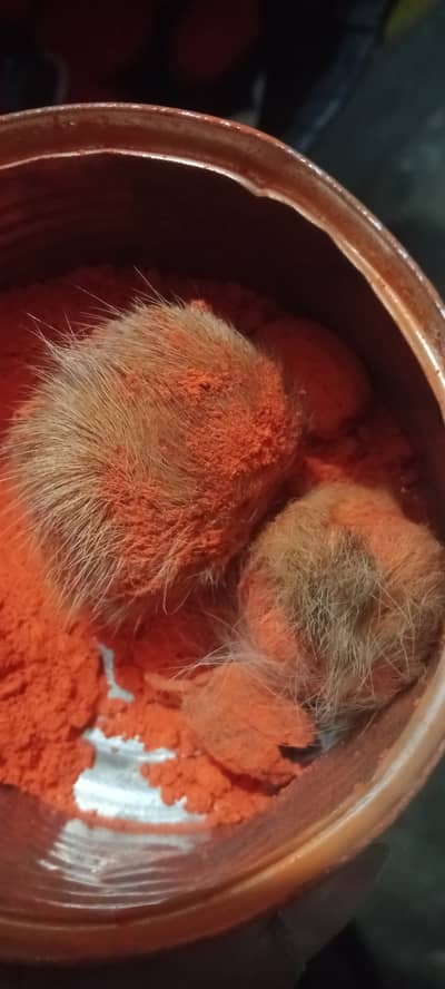 Gidar singi original for sale location Lahore