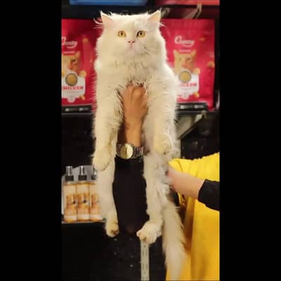 Persian cat | triple coat | Persian male cat for sale