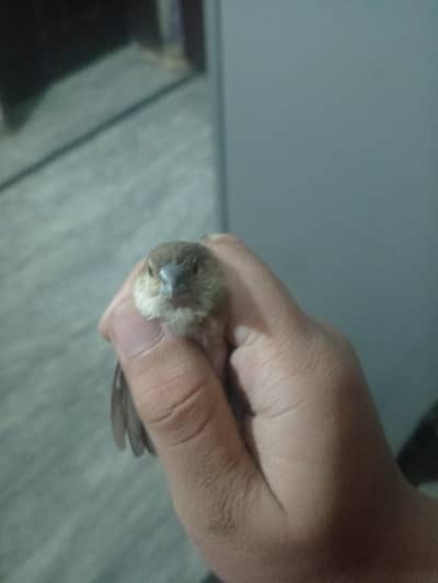 zebra finches brown color