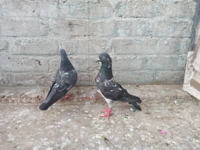 fore sale pair dab wala  RS, 6500