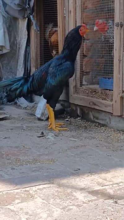 TOP QUALITY MUSHKA PATHA