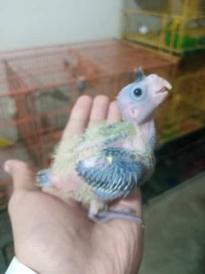 cockatiel hand feed 2 + Australian