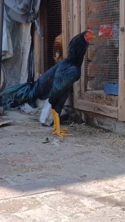 top Quality mushka male