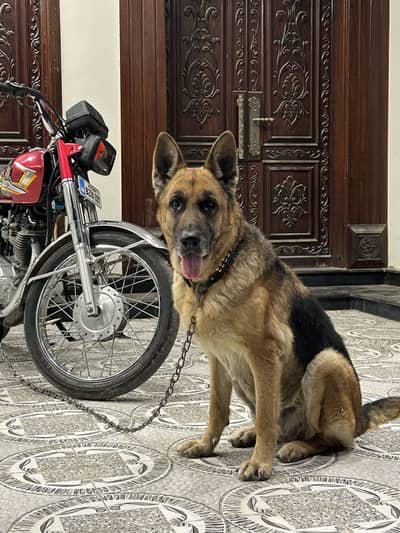 GSD female Age 2 year second coat