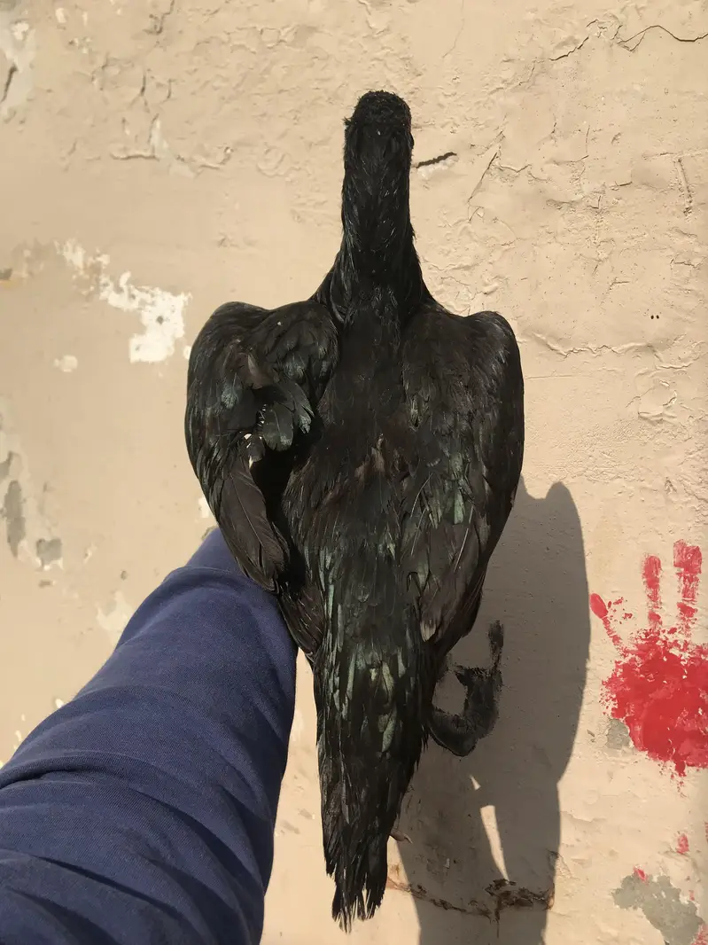 urgent sale — photo 2