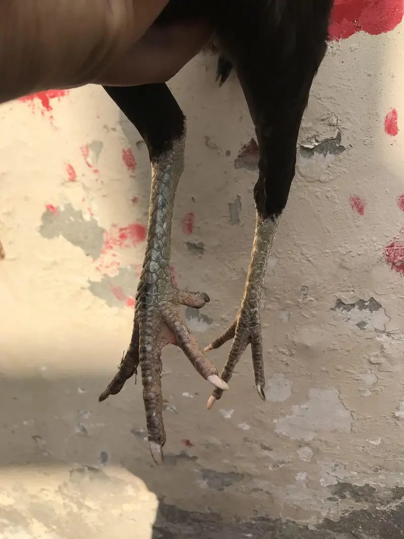 urgent sale — photo 3