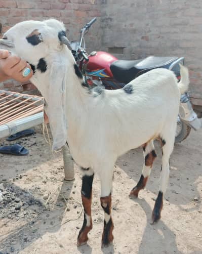bakra for sale