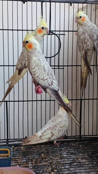 Pearl cocktail pathay 7-8 months