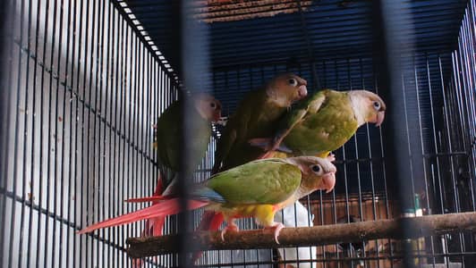 Pineapple conure pathay 7-8 months