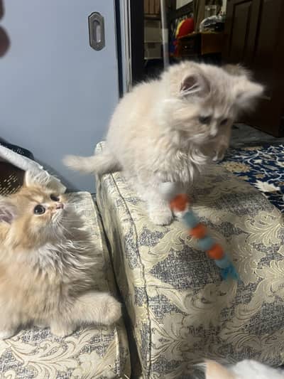 Persian kitten triple coated females