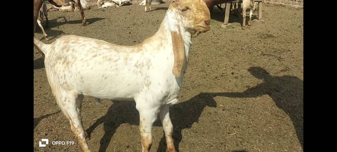 beautiful makhi cheeny breeder bchy  A+ quality